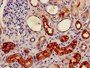 FXR1 Antibody