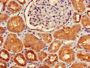 HOXA5 Antibody