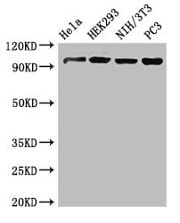 Polyclonal Rabbit anti-Human NUP107 Antibody (IHC, WB)