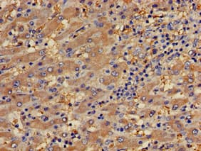 PECAM-1 / CD31 Antibody
