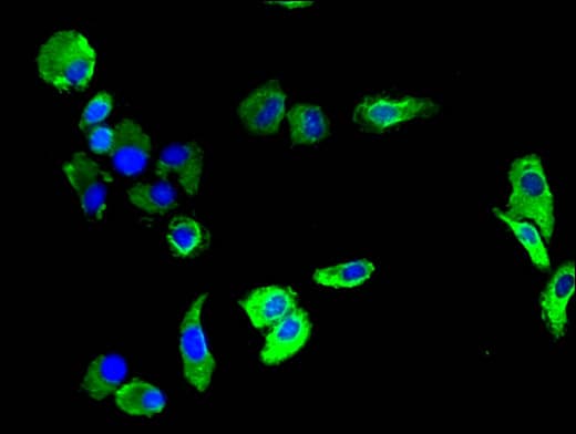 PECAM-1 / CD31 Antibody