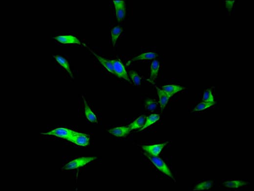 DUOXA1 / NIP Antibody