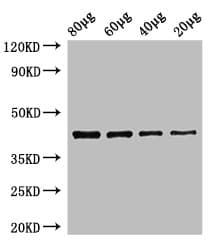 Polyclonal Rabbit anti-Zebrafish EGFR Antibody (WB)