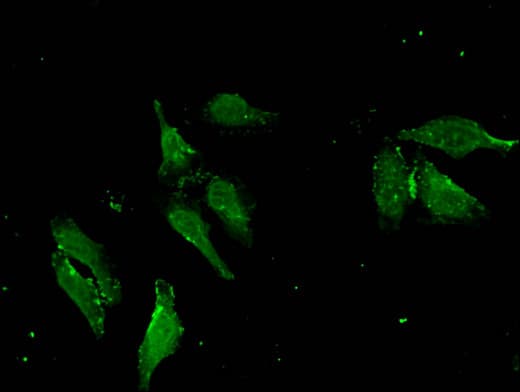 APOBEC4 Antibody