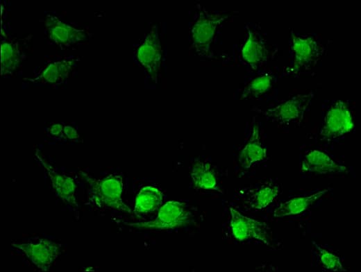 VPS33A Antibody