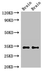 NPY6R Antibody