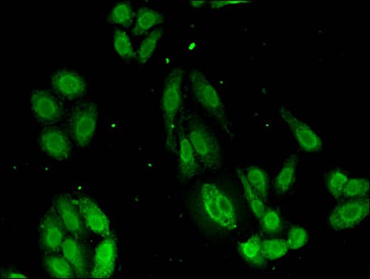 TMCO1 Antibody
