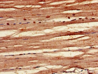FBXO3 Antibody