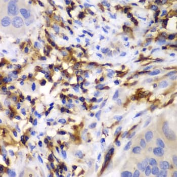 HCLS1 Antibody