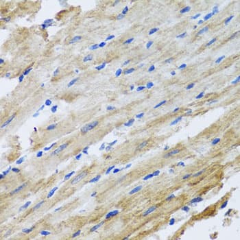 SNAP29 Antibody
