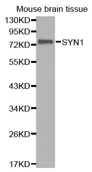 Polyclonal Rabbit anti-Human SYN1 / Synapsin 1 Antibody (WB)