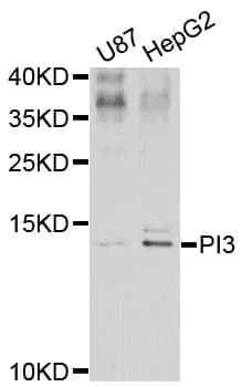 Polyclonal Rabbit anti-Human PI3 / Elafin Antibody (IHC, WB)