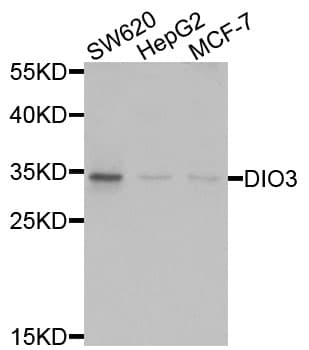 Polyclonal Rabbit anti-Human DIO3 Antibody (IHC, WB)