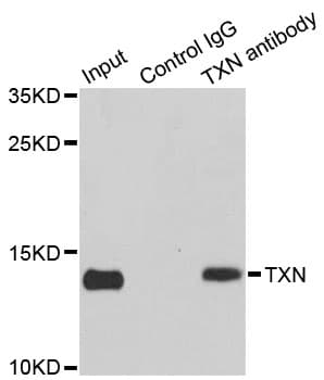 Polyclonal Rabbit anti-Human TXN / Thioredoxin / TRX Antibody (IHC, WB)
