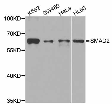 Polyclonal Rabbit anti-Human SMAD2 Antibody (WB)