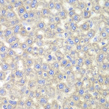 EYA3 Antibody
