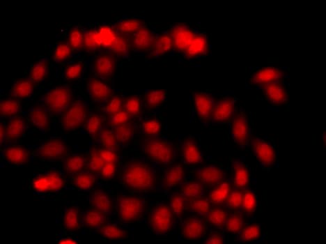 Polyclonal Rabbit anti-Human MLF1 Antibody (IF, WB)