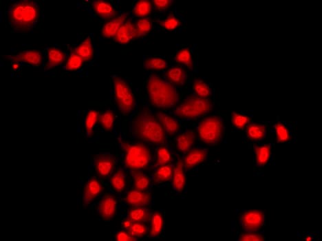 Polyclonal Rabbit anti-Human MLF1 Antibody (IF, WB)