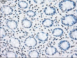STK3 Antibody (clone 4G10, Carrier-free)