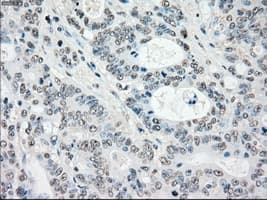 STK3 Antibody (clone 4G10, Carrier-free)