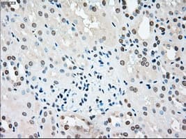 STK3 Antibody (clone 4G10, Carrier-free)