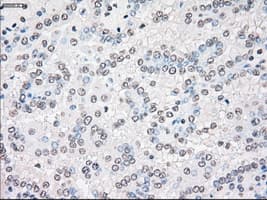 STK3 Antibody (clone 4G10, Carrier-free)