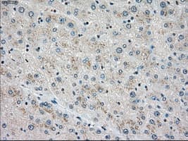 STK3 Antibody (clone 4G10, Carrier-free)