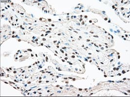 STK3 Antibody (clone 4G10, Carrier-free)