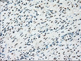 STK3 Antibody (clone 4G10, Carrier-free)