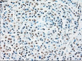 STK3 Antibody (clone 4G10, Carrier-free)