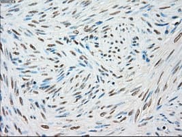 STK3 Antibody (clone 4G10, Carrier-free)
