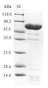 Human Prohibitin 2 / PHB2 Protein (Recombinant GST, N-terminus)