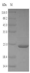 Mouse KEAP1 Protein (Recombinant 6His-SUMO, N-terminus)