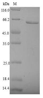 Human NUTF2 / PP15 Protein (Recombinant GST, N-terminus)