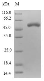 Human PPP1R8 / Rnase E Protein (Recombinant GST, N-terminus)