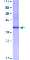 Human ADORA2A/Adenosine A2A Receptor Protein (Recombinant GST, N-terminus)