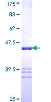 Human ABP-280 / FLNC Protein (Recombinant GST, N-terminus)