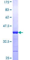 Human KPNA2 / Importin Alpha 1 Protein (Recombinant GST, N-terminus)