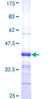 Human PDE2A Protein (Recombinant GST, N-terminus)