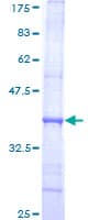 Human POLA1 / DNA Polymerase Alpha 1 Protein (Recombinant GST, N-terminus)