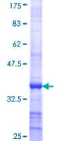 Human PPP1CB Protein (Recombinant GST, N-terminus)