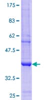 Human UGT2B4 Protein (Recombinant GST, N-terminus)