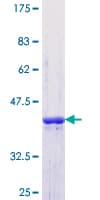 Human SF3B4 Protein (Recombinant GST, N-terminus)