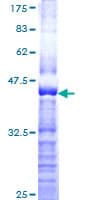 Human SEMA3A / Semaphorin 3A Protein (Recombinant GST, N-terminus)