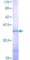 Human POLR3A Protein (Recombinant GST, N-terminus)