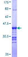 Human SAGE / SAGE1 Protein (Recombinant GST, N-terminus)