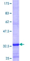 Human SLC22A11 Protein (Recombinant GST, N-terminus)