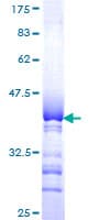 Human SIGLEC10 Protein (Recombinant GST, N-terminus)