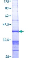 Human MIB2 Protein (Recombinant GST, N-terminus)