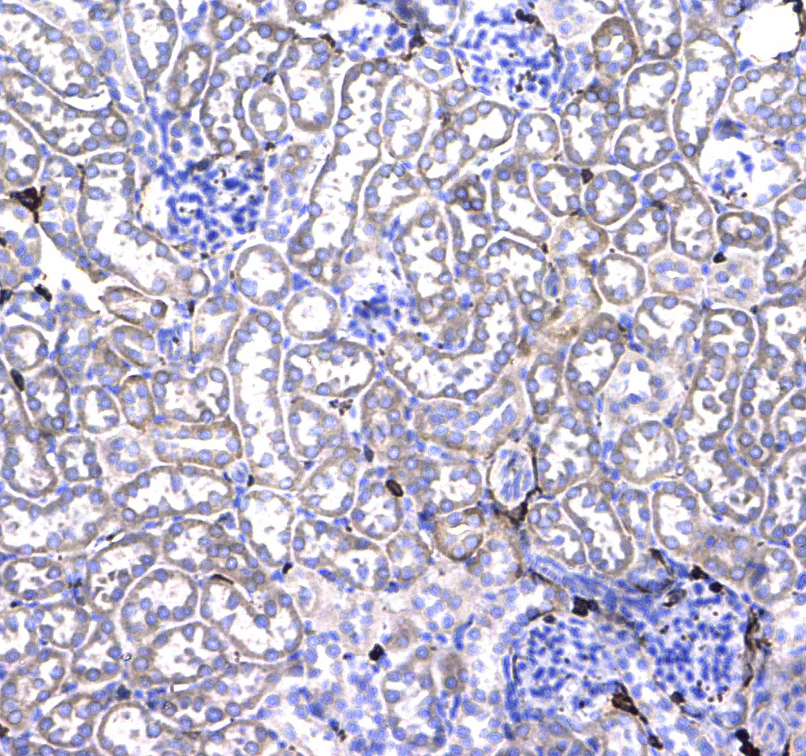 CD44 Antibody